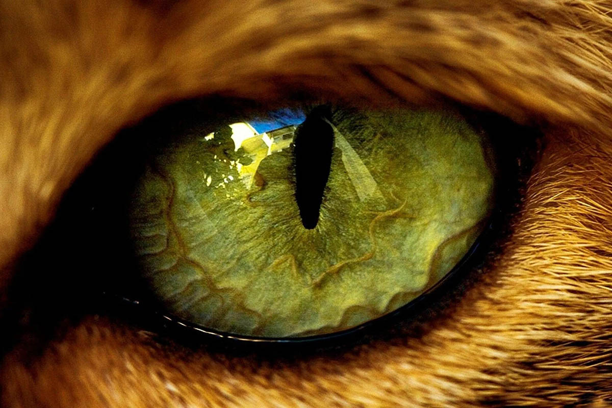 Stunning Animal Eyes